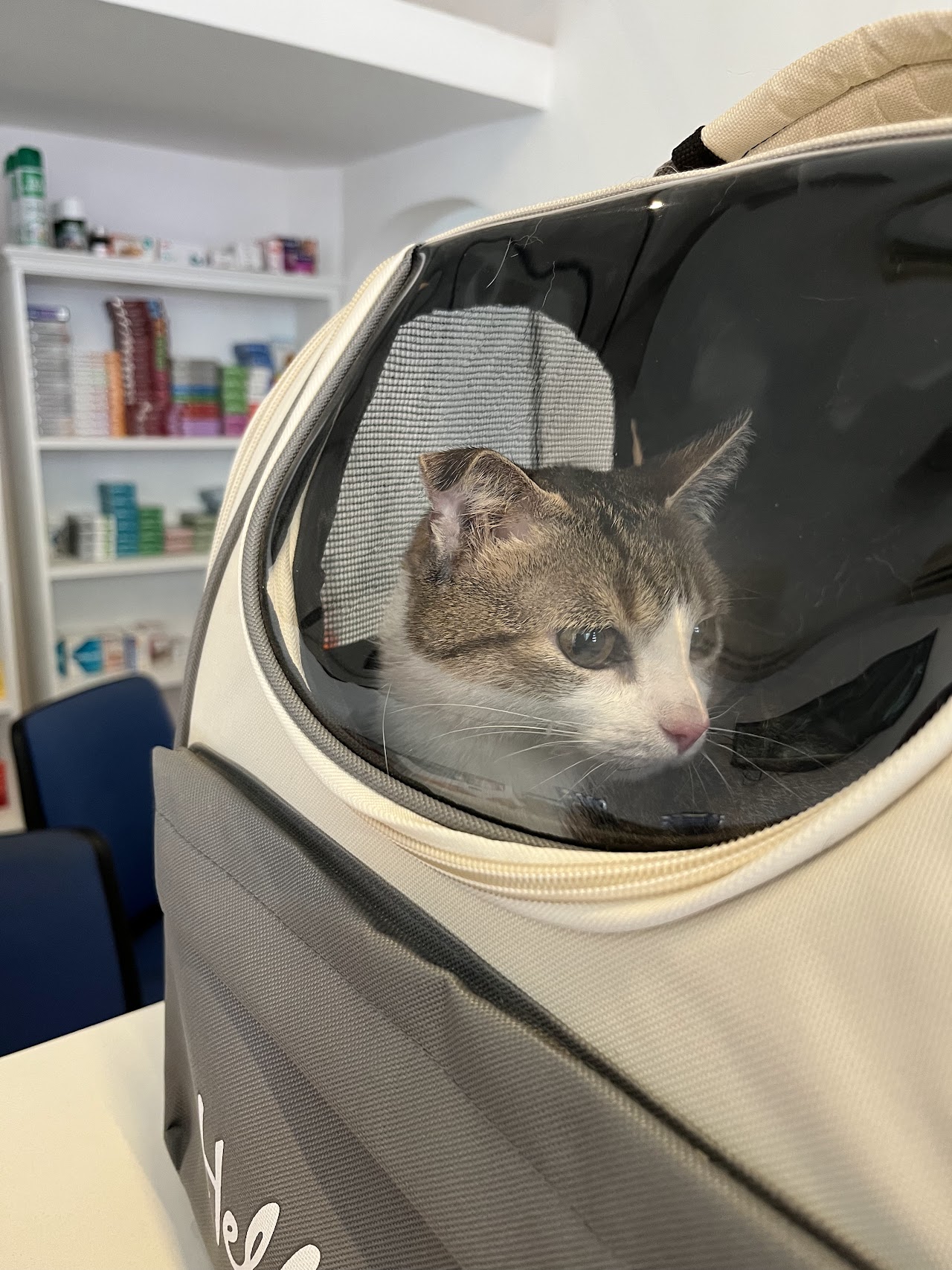 Atención amigable para felinos y cachorros